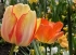 Morges Tulip Festival boasts a new 360º virtual tour to help identify the varieties