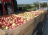 U-pick fruit and vegetables and the perfect Tarte Tatin recipe