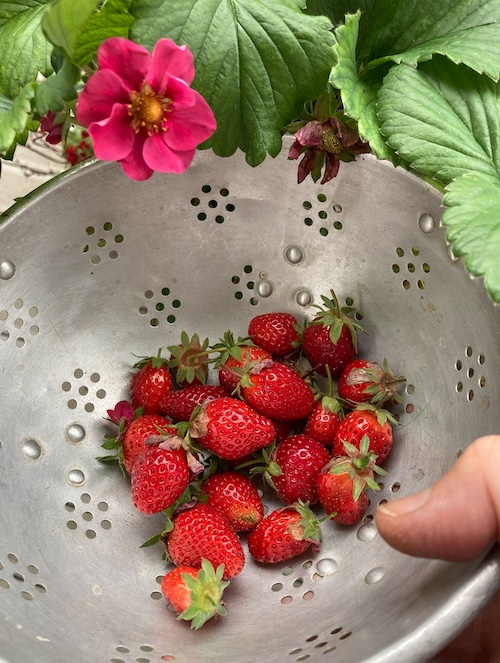 stawberries in colander